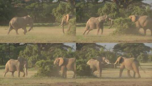 草原上争斗的大象高清在线视频素材下载