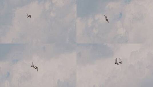 鸟儿在天空中翱翔高清在线视频素材下载