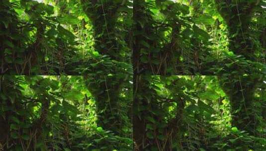 缓慢移动的镜头穿过茂密的雨林高清在线视频素材下载