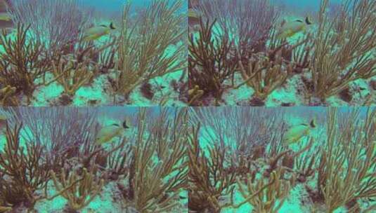 珊瑚礁里的鱼高清在线视频素材下载
