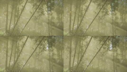 阳光穿梭在茂密的竹林里高清在线视频素材下载
