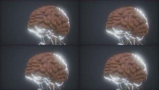 医学 大脑 脑科学 三维 脑ct1 模型高清在线视频素材下载