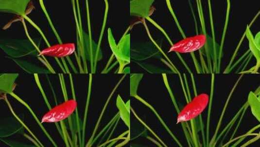 在黑色背景上种植一朵红花高清在线视频素材下载