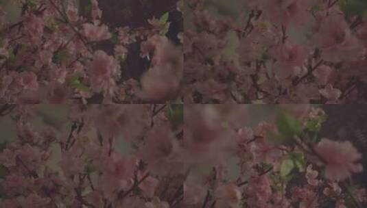桃花树假树高清在线视频素材下载