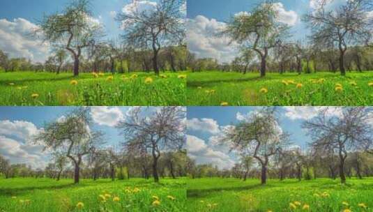 春天公园花草风景树木蓝天白云高清在线视频素材下载