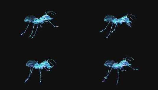 蚂蚁爬行4K循环通道高清在线视频素材下载