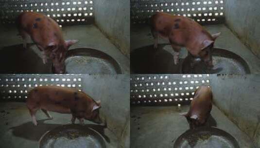 农村农家养猪场高清在线视频素材下载