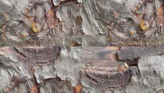 树皮粗糙表皮树木植物桃树桃胶高清在线视频素材下载