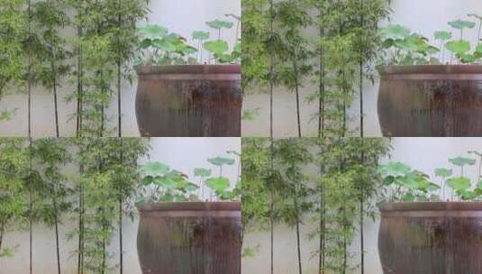 竹子缸荷花高清在线视频素材下载