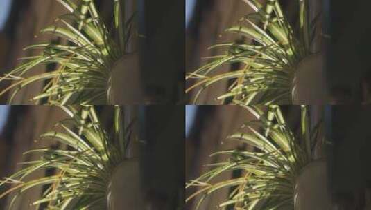 阳光下的植物高清在线视频素材下载