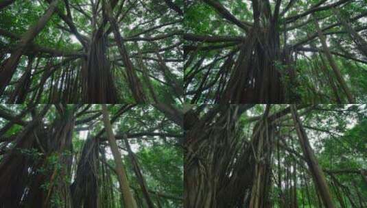 森林公园的榕树高清在线视频素材下载