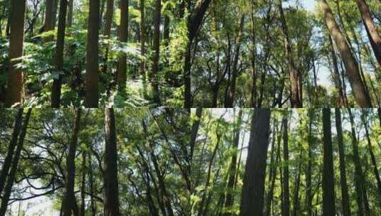 绿色森林茂盛植物逆光树荫光影高清在线视频素材下载