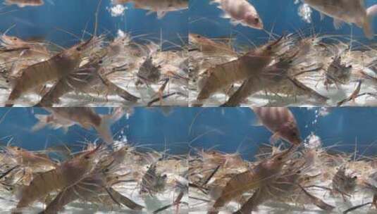实拍海鲜鱼虾高清在线视频素材下载