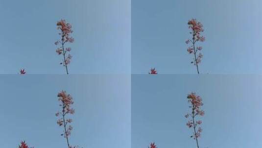 实拍蓝天红色枫叶植物高清在线视频素材下载