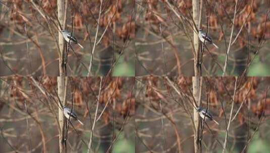 秋天森林里的喜鹊高清在线视频素材下载