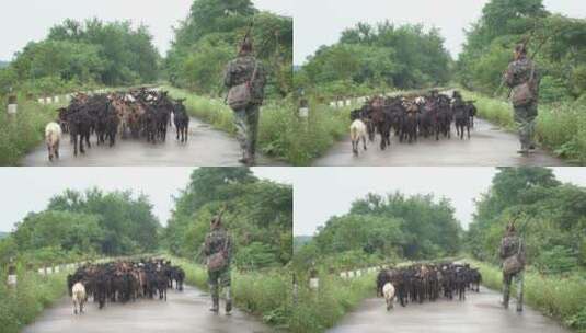 乡村公路一群羊高清在线视频素材下载