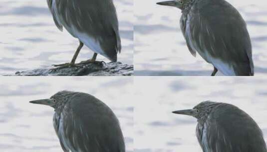 深圳湾鸟类栖息地自然风光视频高清在线视频素材下载