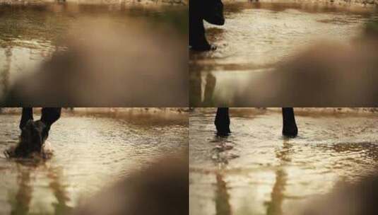 一匹在浅水小溪中行走的马高清在线视频素材下载