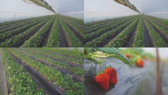 草莓大棚种植采摘视频素材8k高清在线视频素材下载