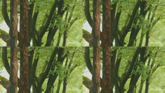 枝繁叶茂的樟树高清在线视频素材下载