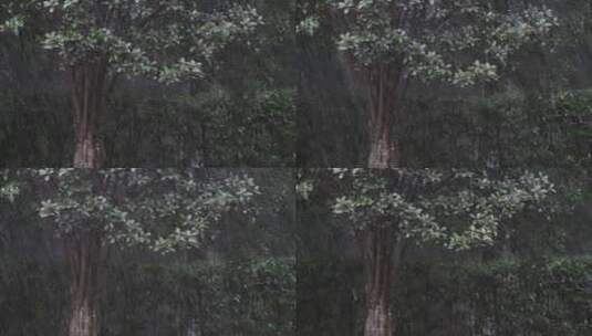 雨天的树林高清在线视频素材下载