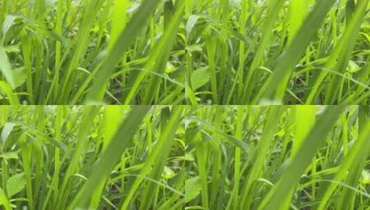 绿色小草植物高清在线视频素材下载