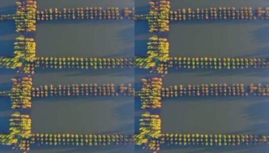 南滇池国家湿地公园秋色航拍高清在线视频素材下载