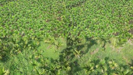 航拍槟榔树高清在线视频素材下载
