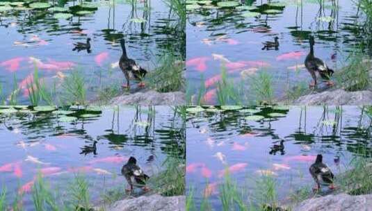 4K实拍升格夏季荷塘中的锦鲤和鸭子高清在线视频素材下载