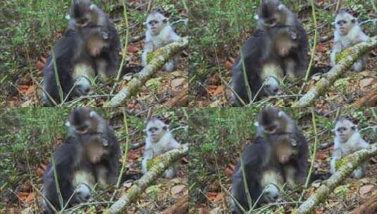 云南滇金丝猴互相梳理毛发1高清在线视频素材下载