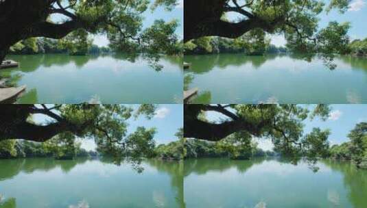 公园池塘边湖边风景 大树下 树荫下 湖水高清在线视频素材下载