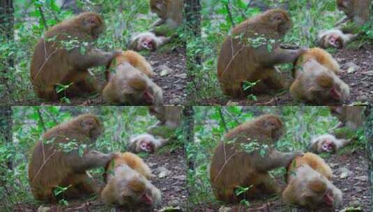 灵空山野生猕猴高清在线视频素材下载