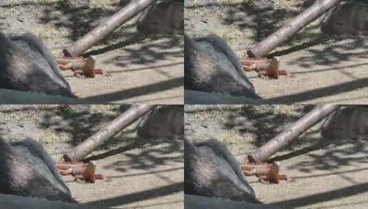 岩石红鬣蜥01高清在线视频素材下载