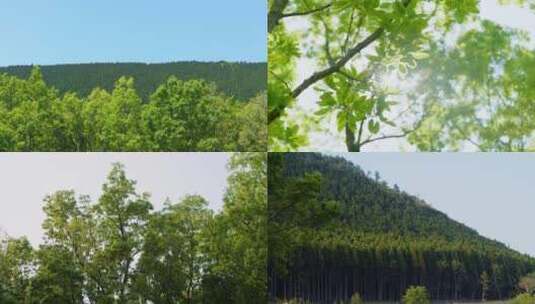 夏日唯美森林树叶阳光合集高清在线视频素材下载