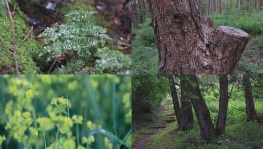 夏季森林阳光植物苔藓唯美合集高清在线视频素材下载