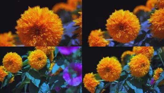 开放  盛开 向日葵 花瓣高清在线视频素材下载