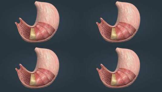 胃部解剖贲门幽门浆膜黏膜环形纵形平滑肌层高清在线视频素材下载