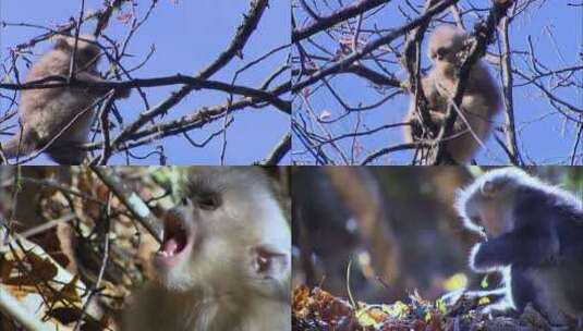 滇金丝猴幼崽寻找食物高清在线视频素材下载