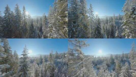 冬季树林雪松之间高清在线视频素材下载