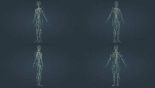 淋巴系统 三维人体 器官 内分泌 医学动画高清在线视频素材下载