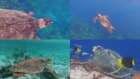 1080 海龟 水族馆高清在线视频素材下载