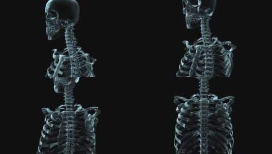 旋转的3D人体骨骼医学动画高清在线视频素材下载