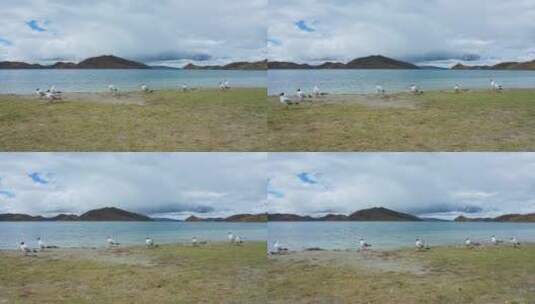 航拍羊卓雍措湖岸的海鸥高清在线视频素材下载