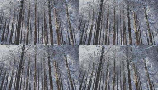 雪后峨眉山树林中错落有致的树干高清在线视频素材下载