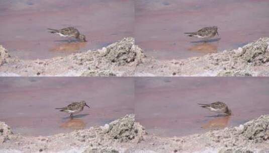 在石滩里觅食的小鸟高清在线视频素材下载