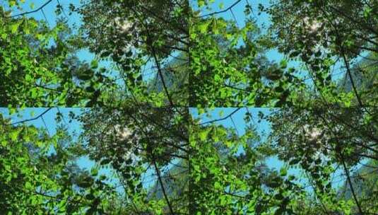 阳光透过摇晃的树叶 光影空镜高清在线视频素材下载