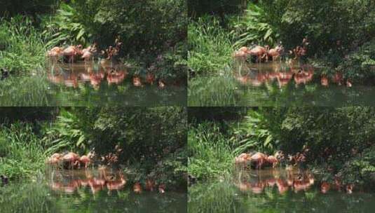 实拍水边的火烈鸟高清在线视频素材下载