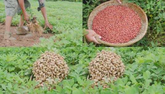 花生种植高清在线视频素材下载