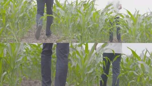 男子玉米地行走脚步农艺师农学家行走背影高清在线视频素材下载
