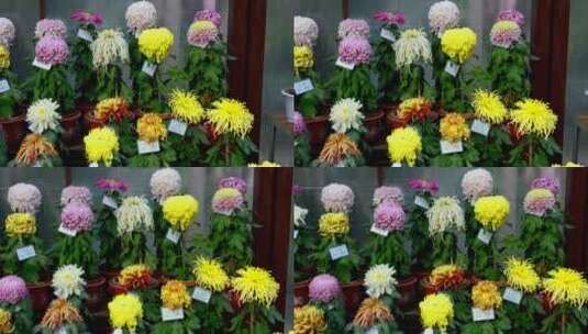 济南市趵突泉金秋菊花展览实拍高清视频4K高清在线视频素材下载